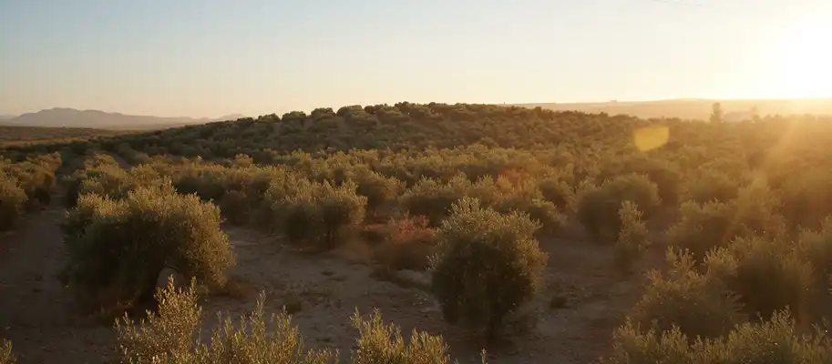 <p>Our route begins by crossing the heart of Andalusia.</p>
					<p>The journey offers us a changing panoramic view where mountain formations give way to infinite olive groves, the essence of the Cordovan landscape, and the wine regions that produce the area's famous wines.</p>