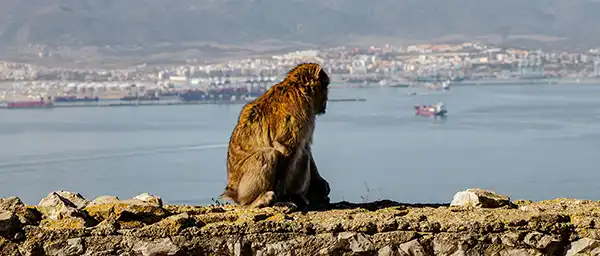 Apes`Den and return to the town